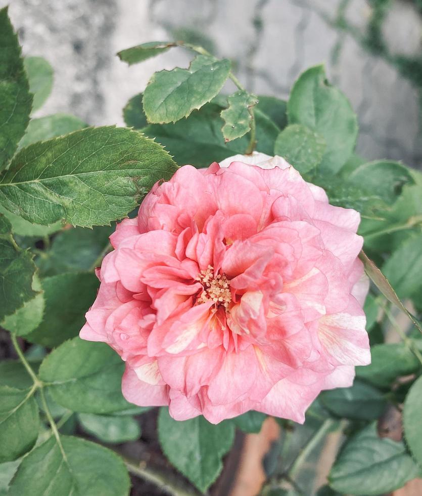 roze roos bloem Aan tuin, geïsoleerd roze roos bloem, roze roos bloem voor liefde romantiek, maakt u voelen vers, helder, en voelt goed. gebruik het naar maken parfum of schoonheid bedrijf. of een datum over liefde foto