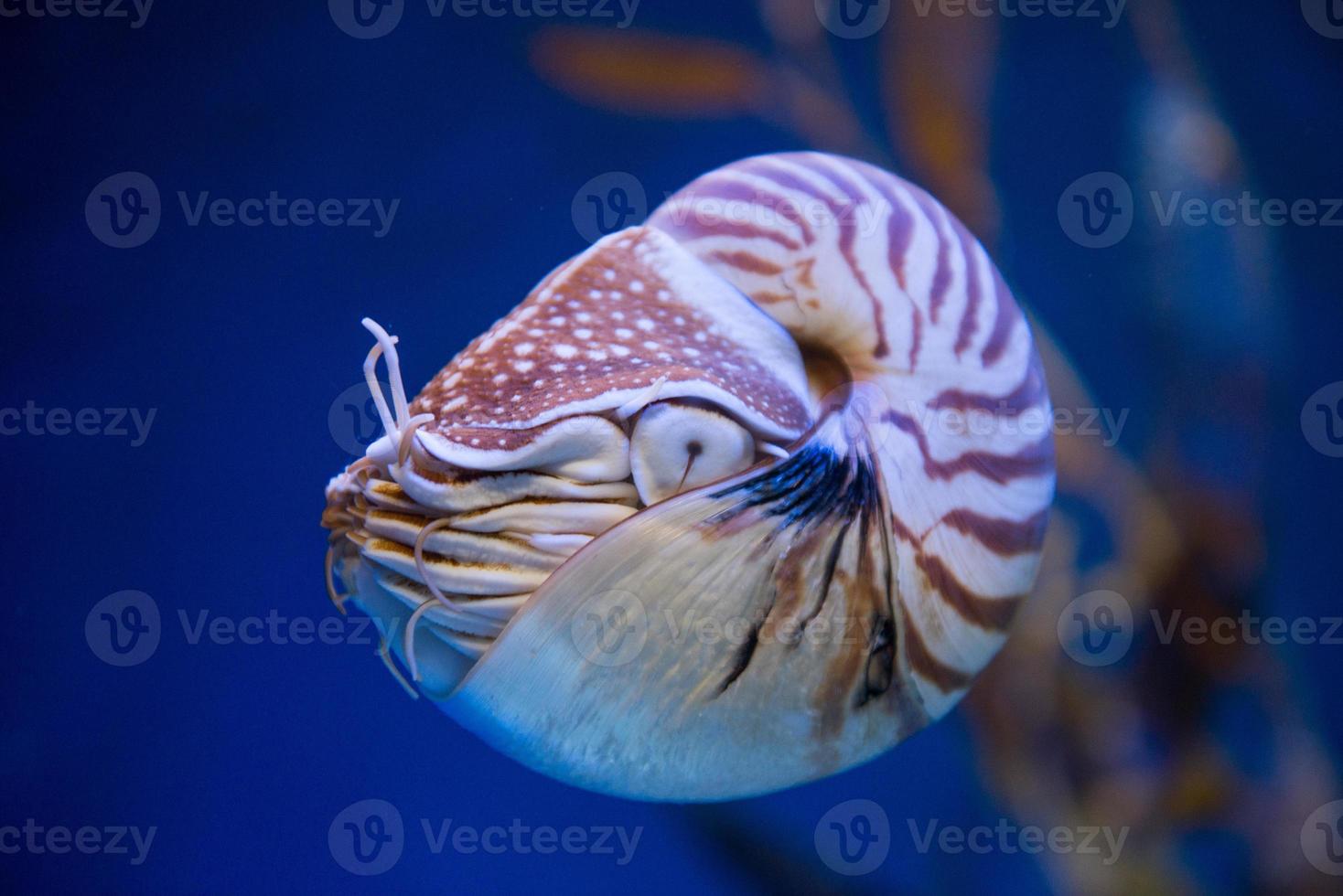 nautilus pompilius of gekamerd nautilus, is een koppotigen met een prominent hoofd en voelhoorn foto