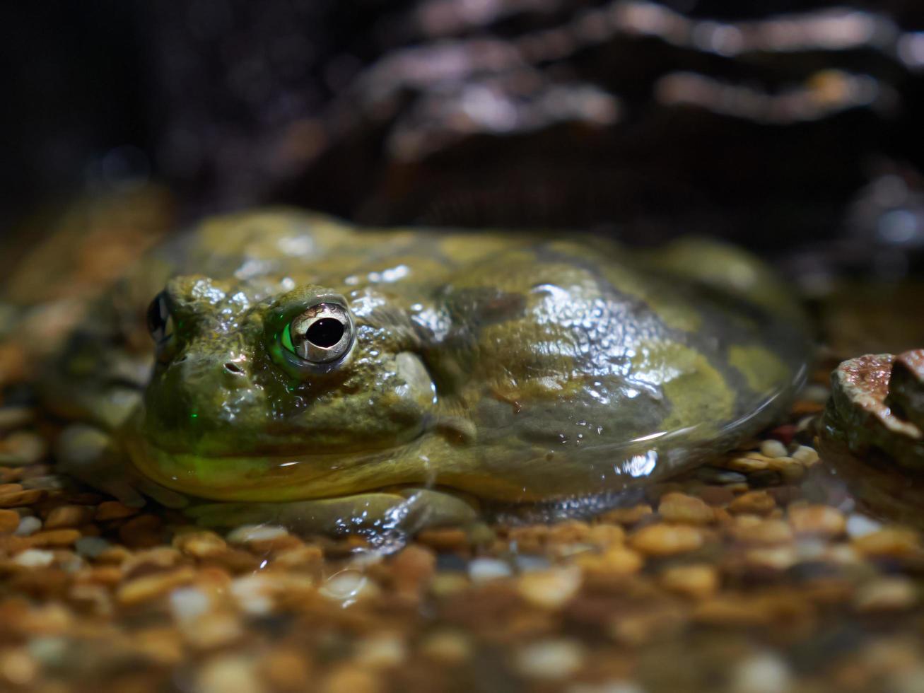 Afrikaanse brulkikker in vis tank aquarium achtergrond foto