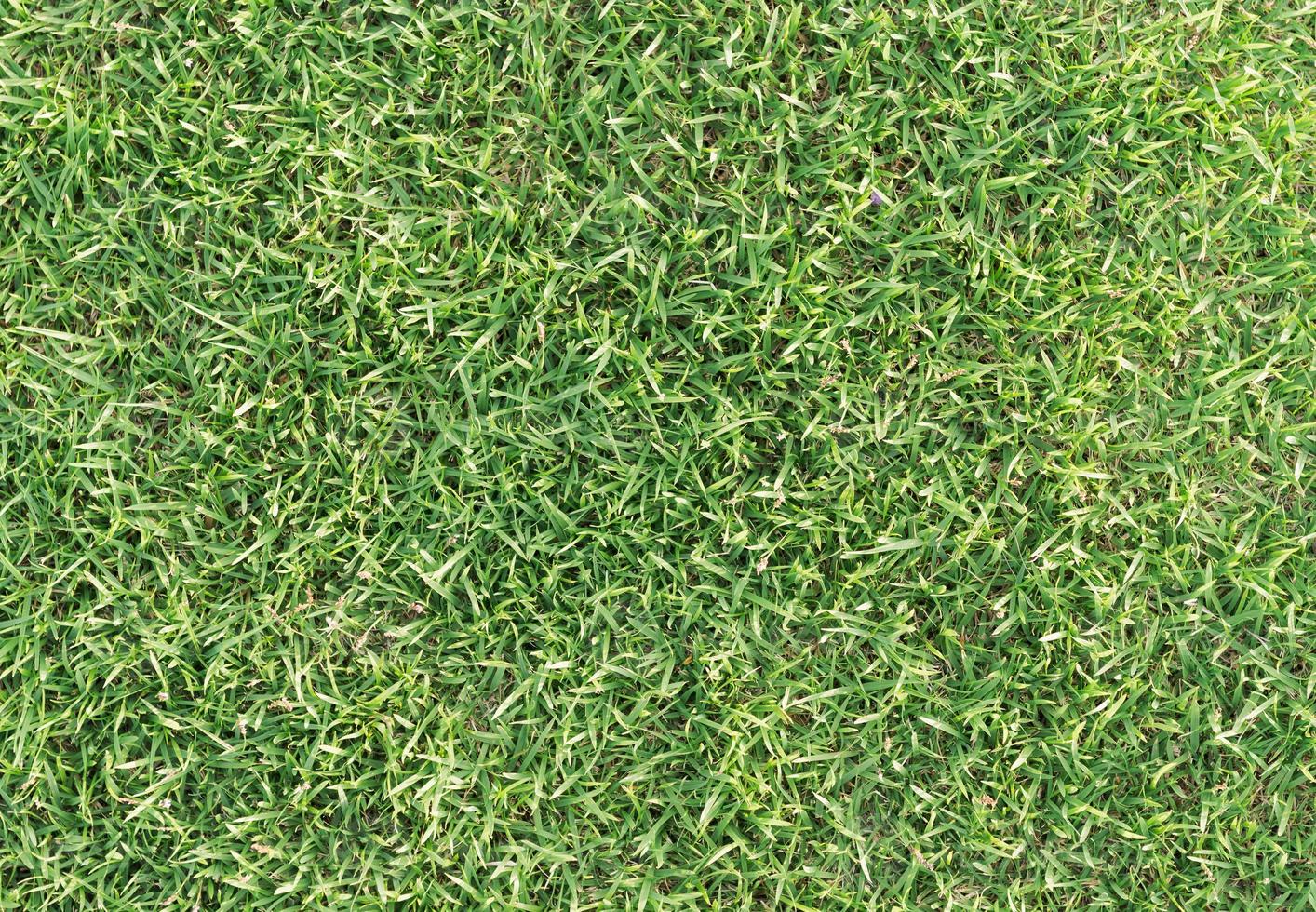 groen gras structuur Aan top visie foto