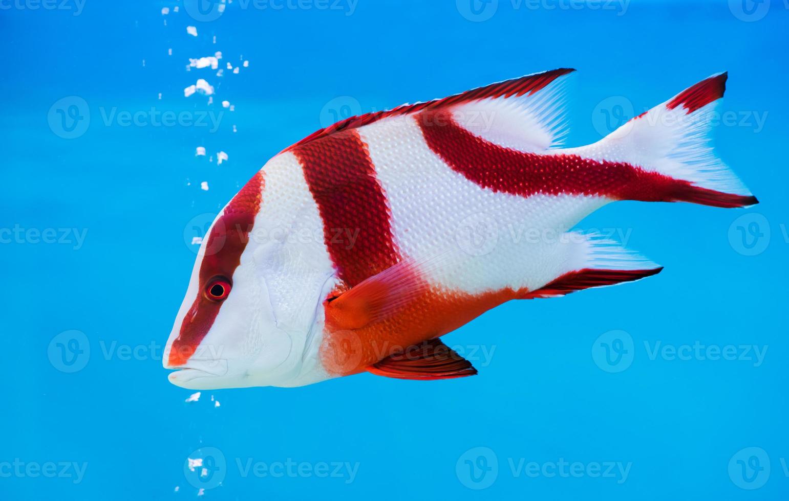 keizer rood snapper vis Aan blauw achtergrond foto
