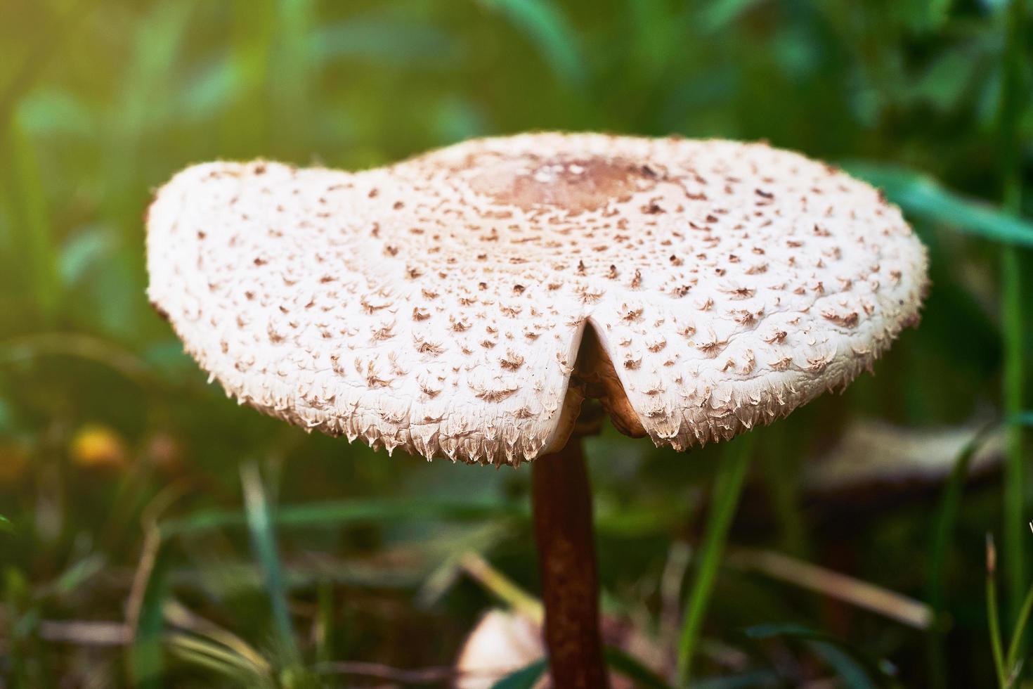 dichtbij omhoog een wit paddestoel of false parasol achtergrond foto