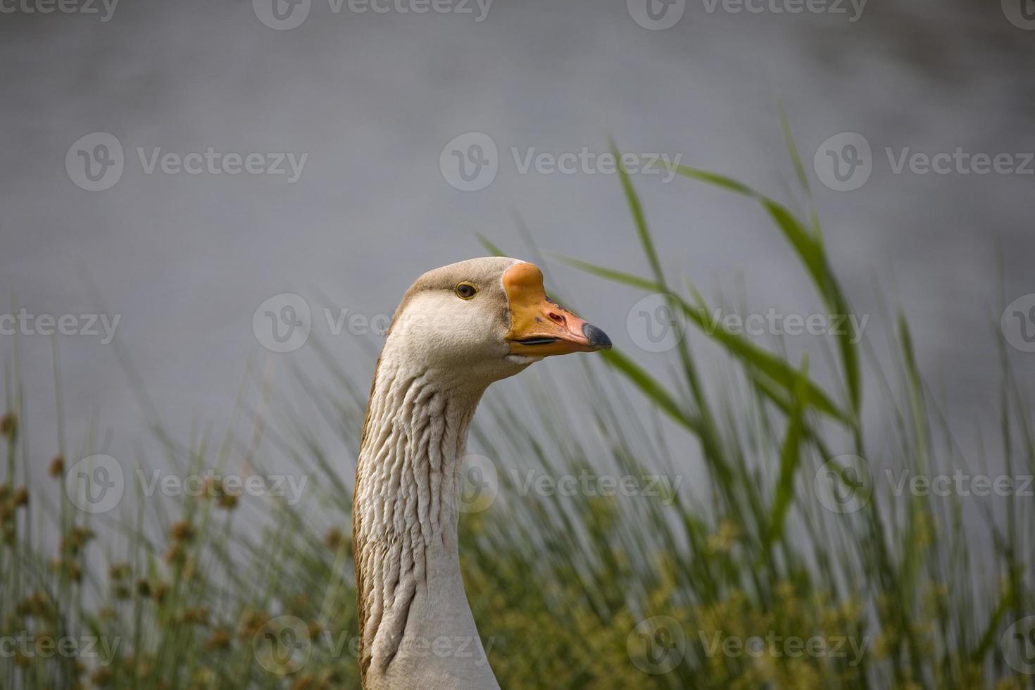 portret van een gans Aan de water's rand foto