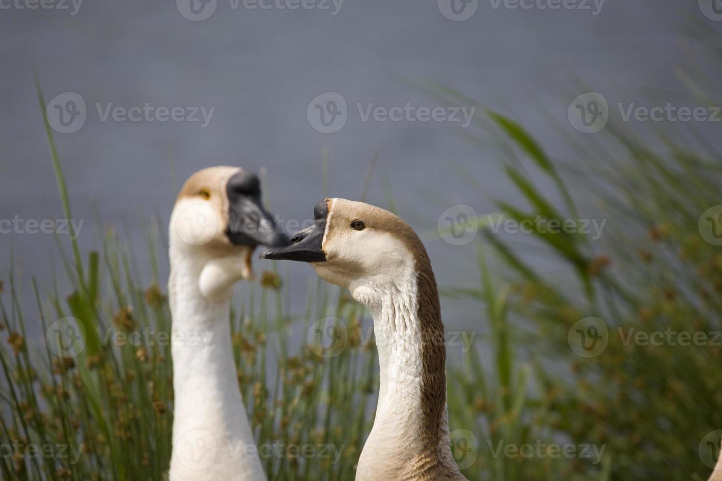 portret van een gans Aan de water's rand foto