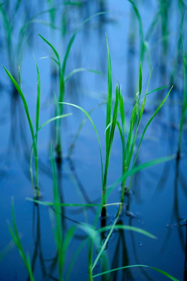 de concept van rijst- zaailingen in de water vertegenwoordigt vrede. blauw achtergrond foto