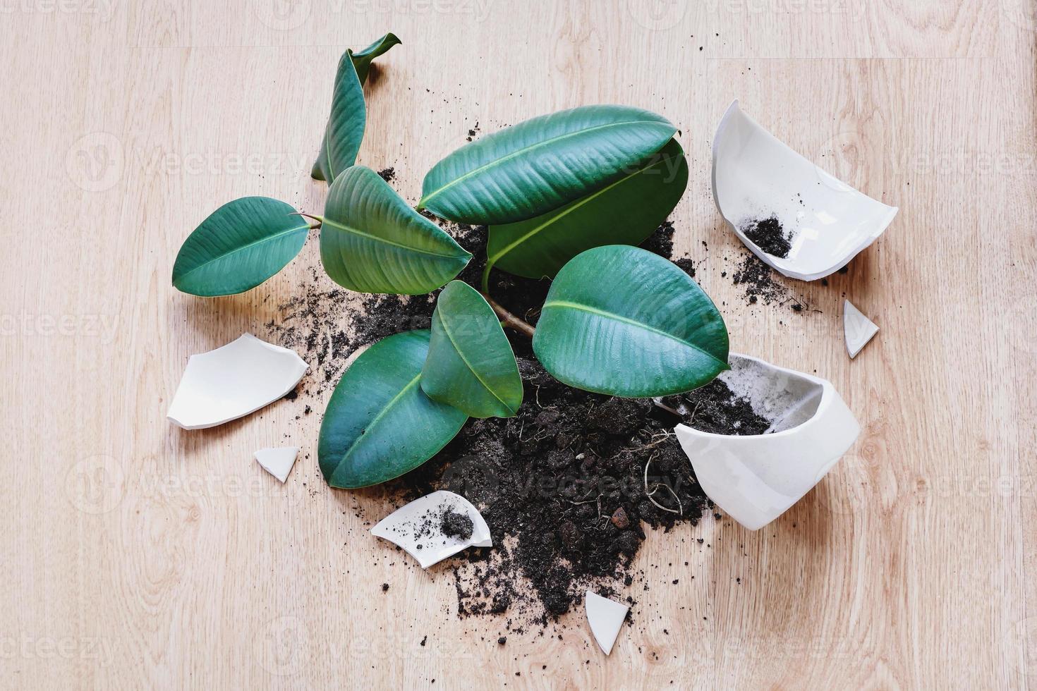 ficus elastica crashte Aan de vloer, stukken van gebroken bloempot en bodem foto