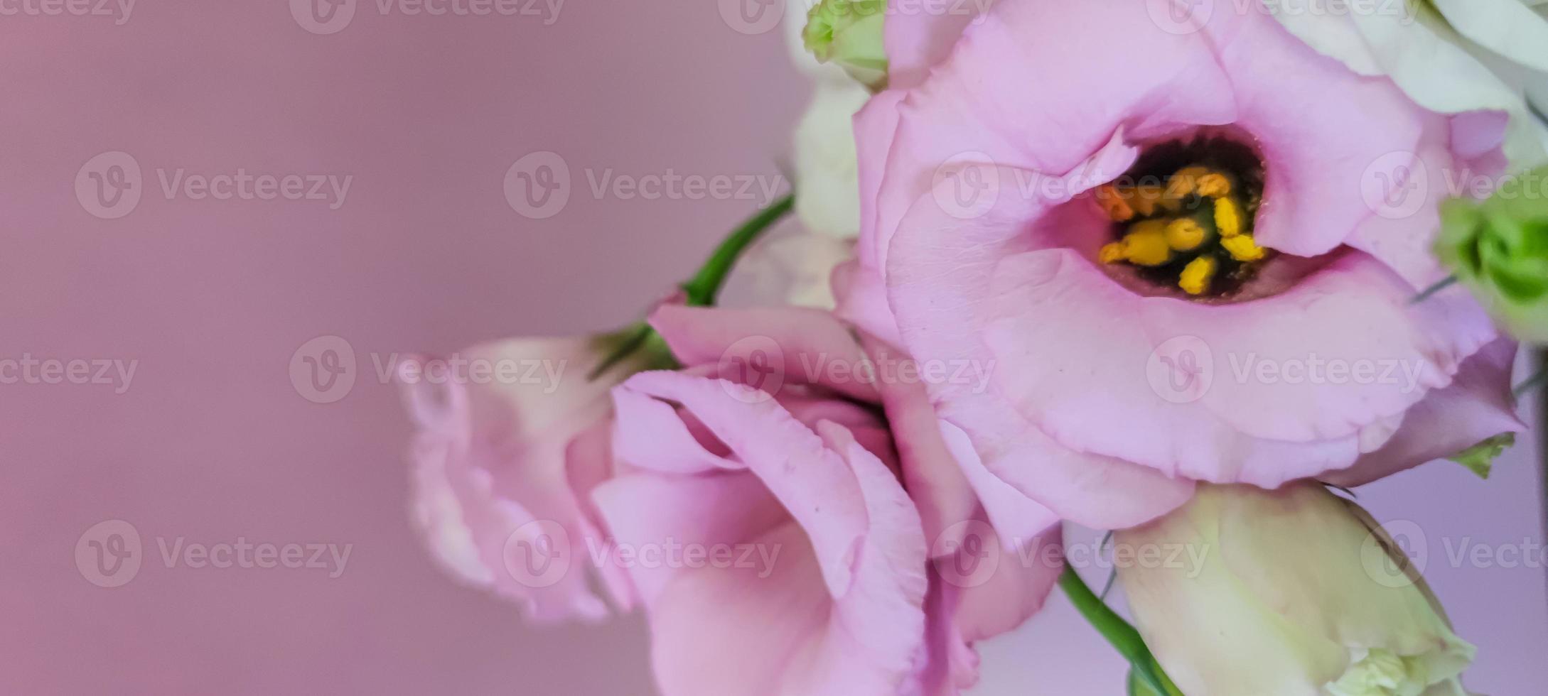 roze en witte rozenbloemen met copyspace foto