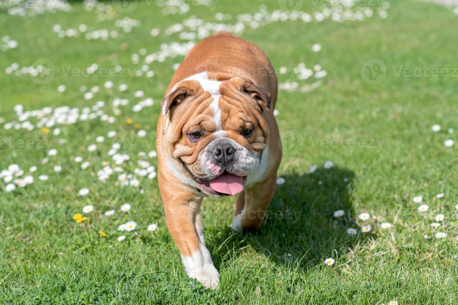 Engels bulldog uitgevoerd foto