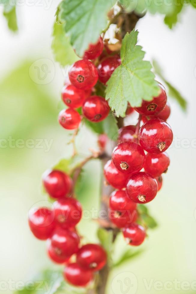 rood bes Aan de boom foto