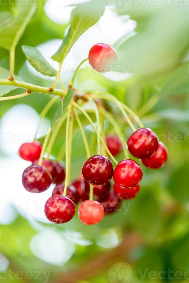 biologisch rood cheries foto