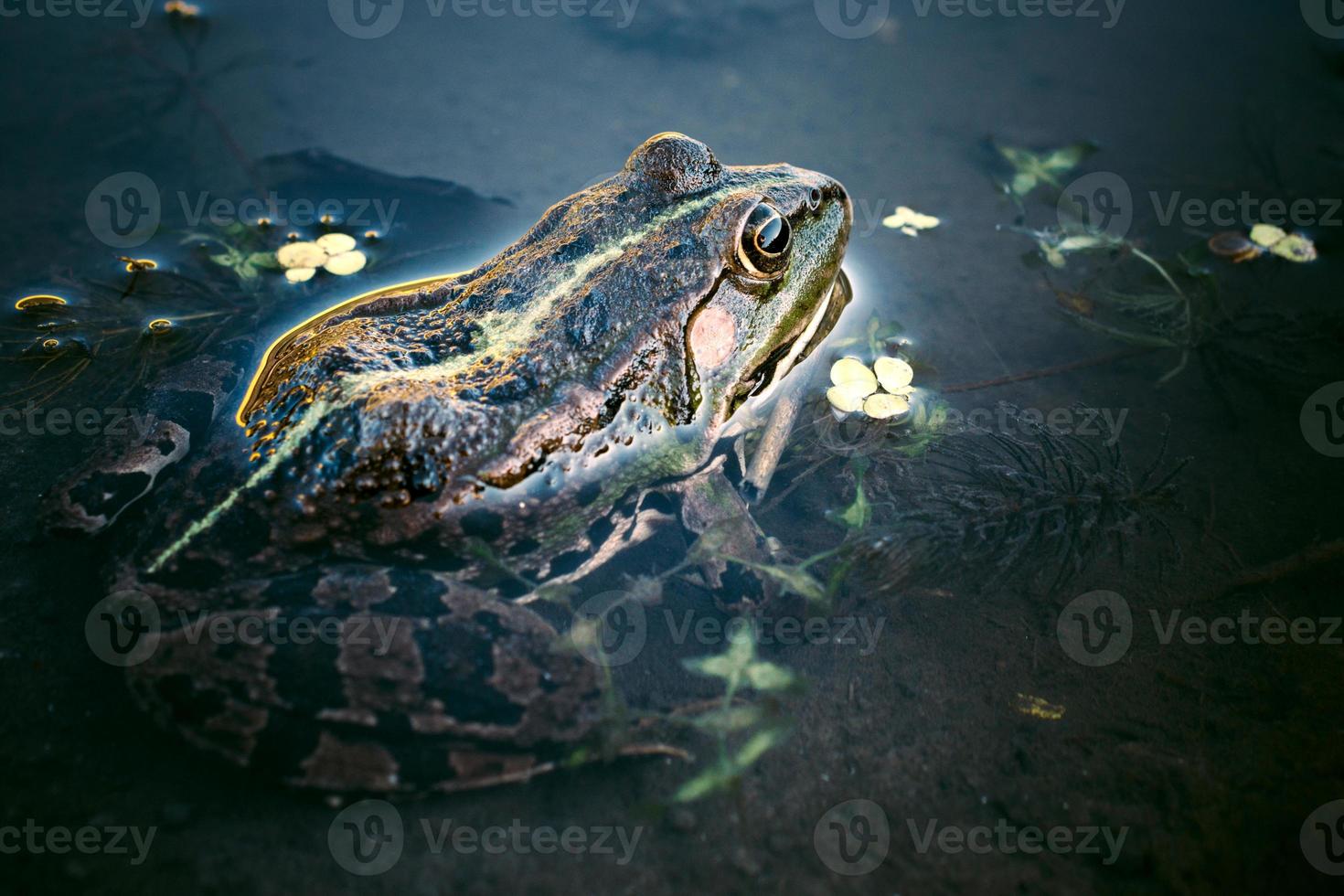 kikker in het water foto