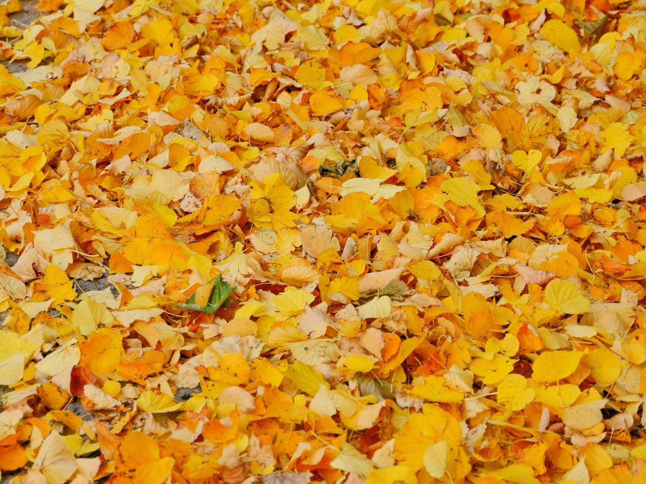 gele bladeren vallen, herfstblad vallen, een tapijt van gele bladeren foto