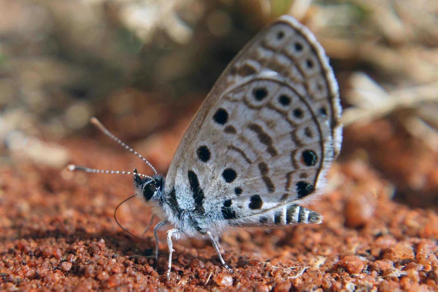 topaas babul blauwe vlinder foto