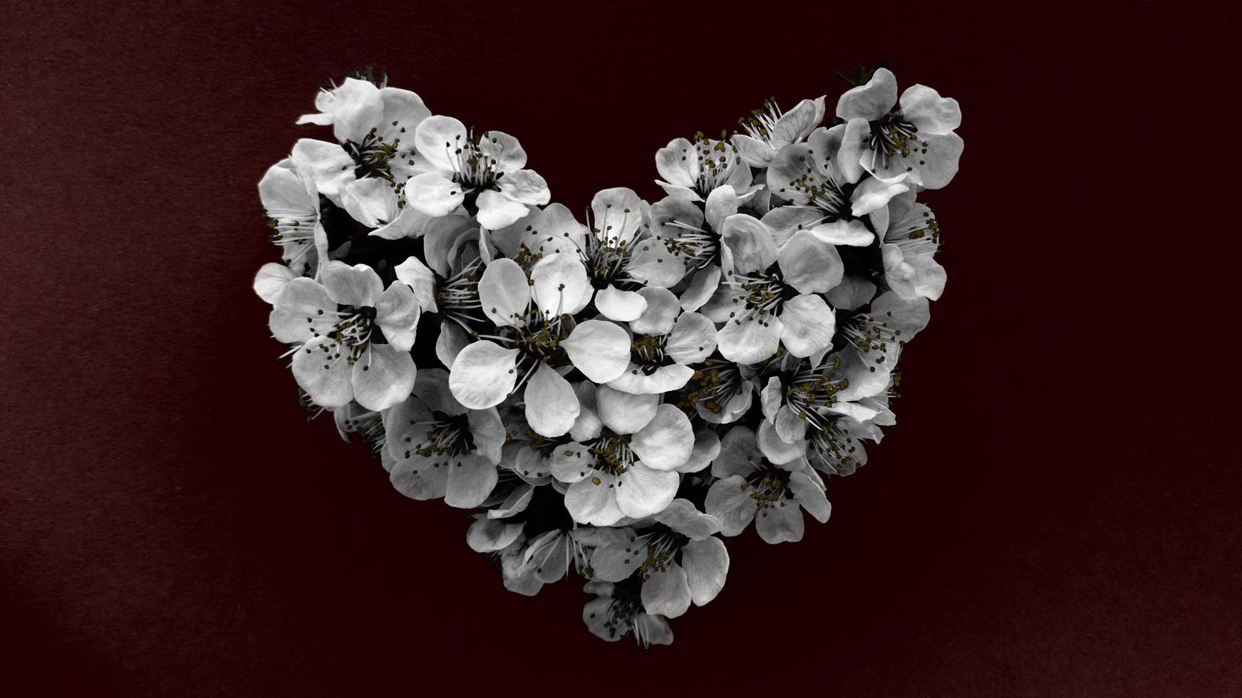 hart van pruimenboom bloemen in zwart-wit kleuren op donkerrode achtergrond. kan worden gebruikt als banner, briefkaart, fotoafdruk, uitnodigingsontwerp. Stock foto. foto