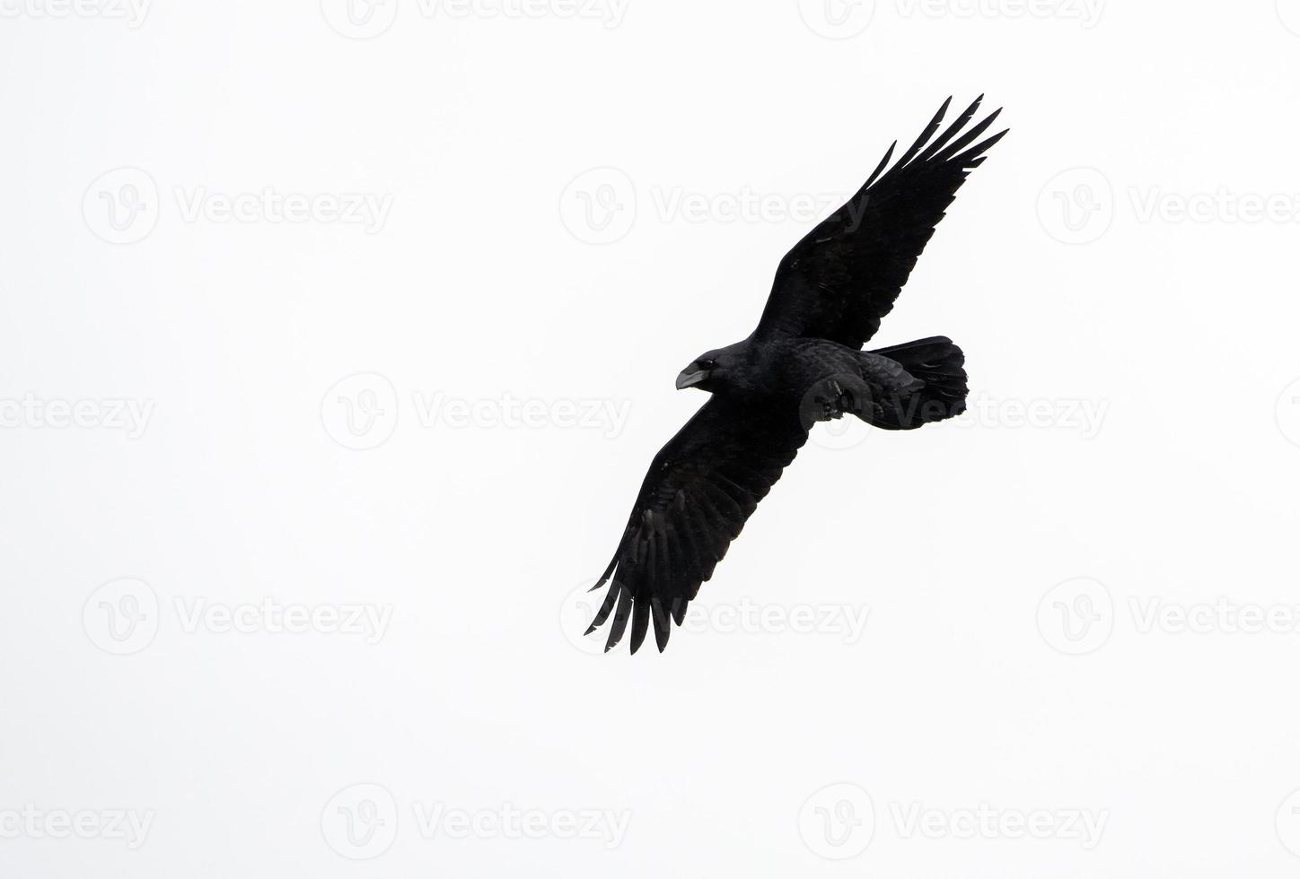 raaf - corvus corax, kreta foto