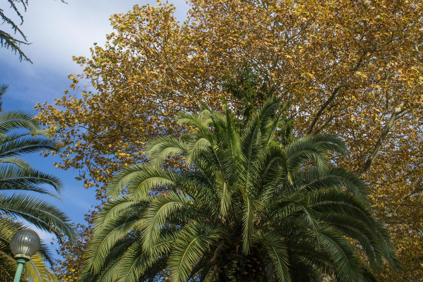 palmbomen onder andere bomen met een bewolkte blauwe lucht foto