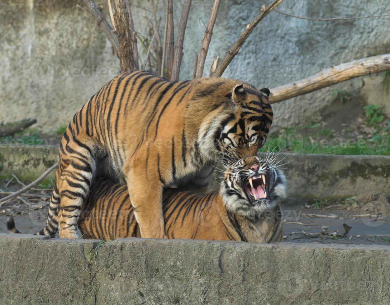 oude wild tijger foto