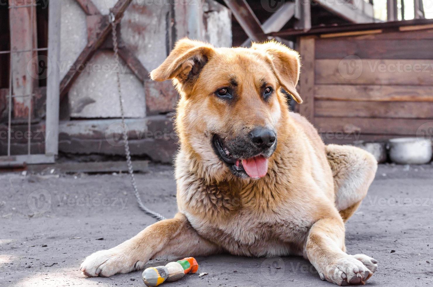 grote geketende hond ligt naast een houten hokje foto