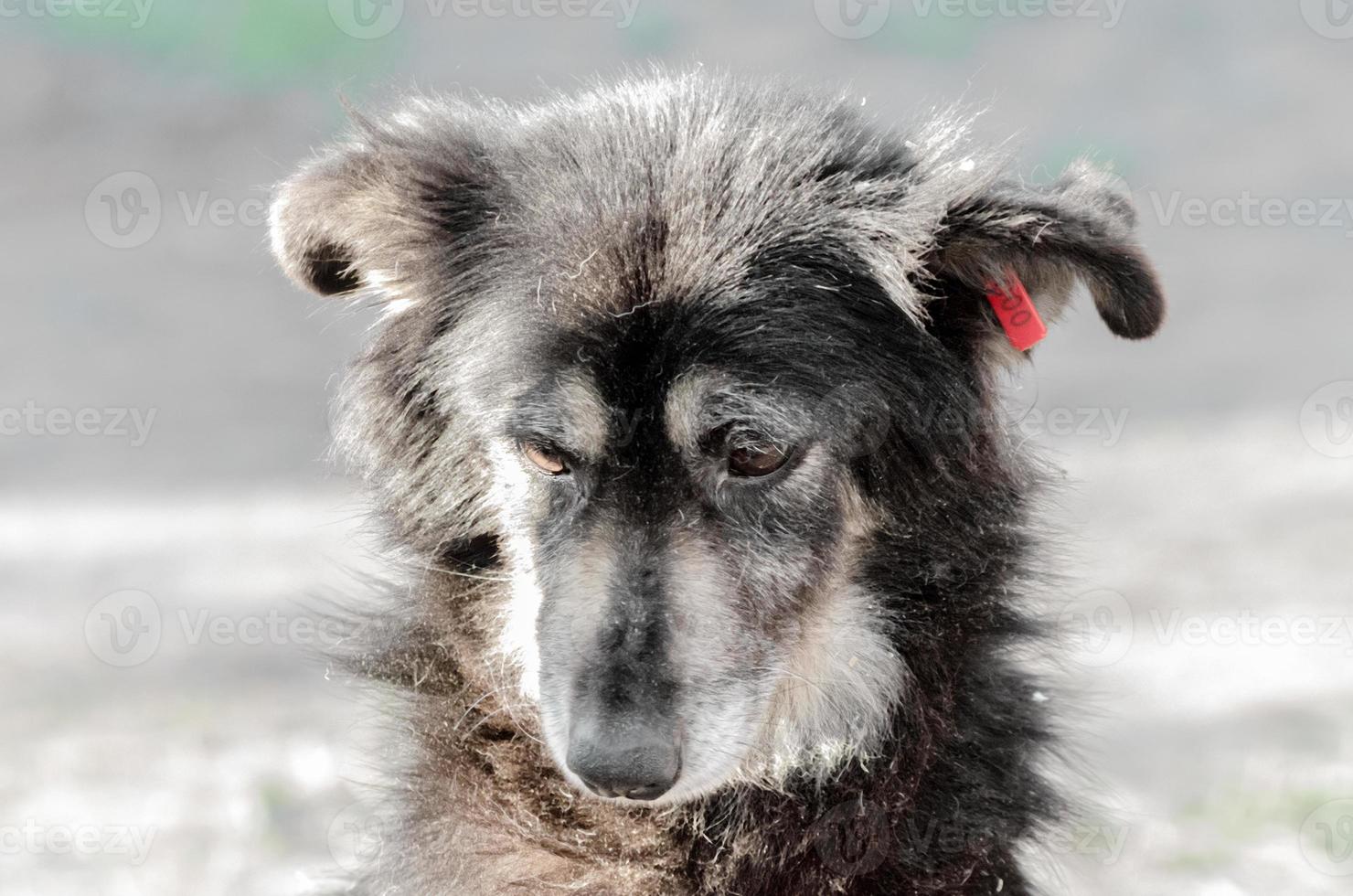 portret van een zeer trieste pooch zwarte hond foto