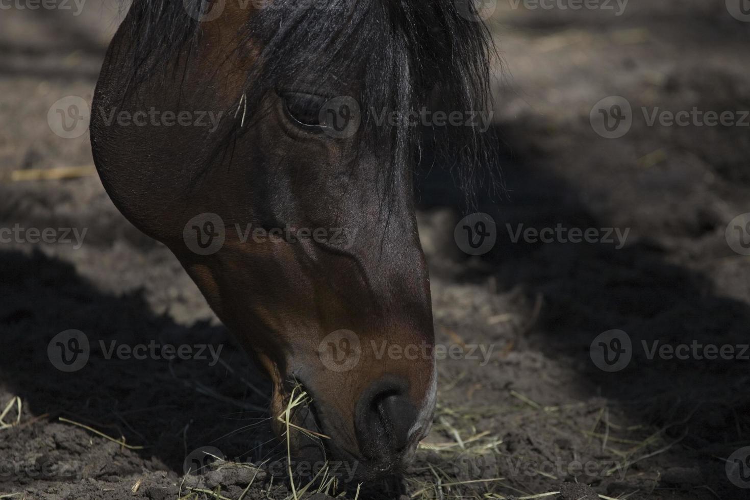 paard in de stud foto