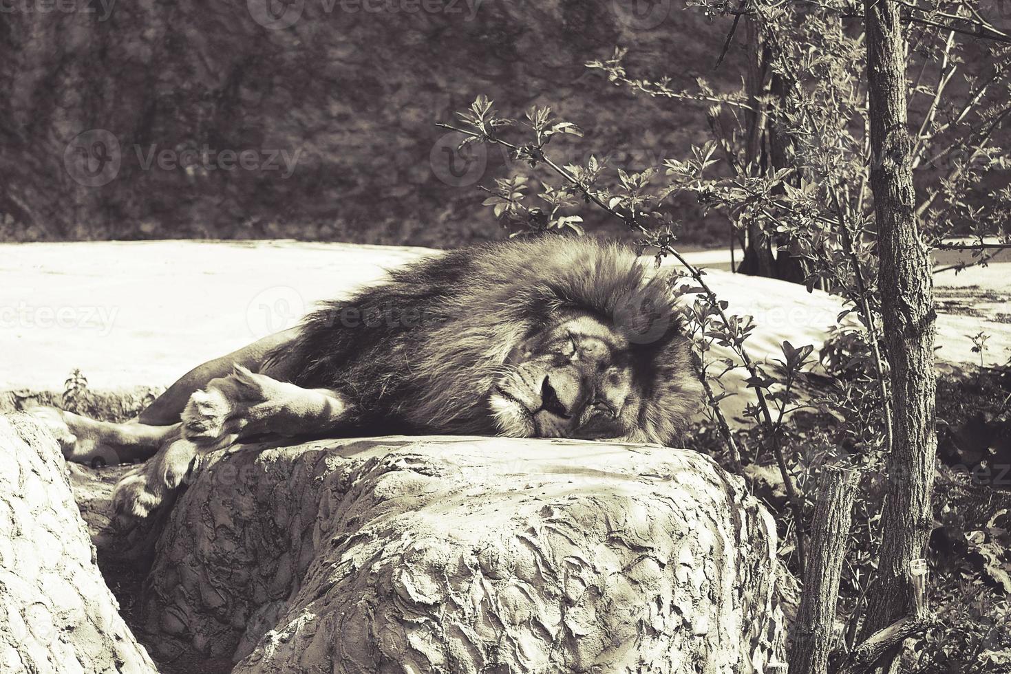 een mannetje leeuw resting Aan een groot steen in de stralen van een zon foto