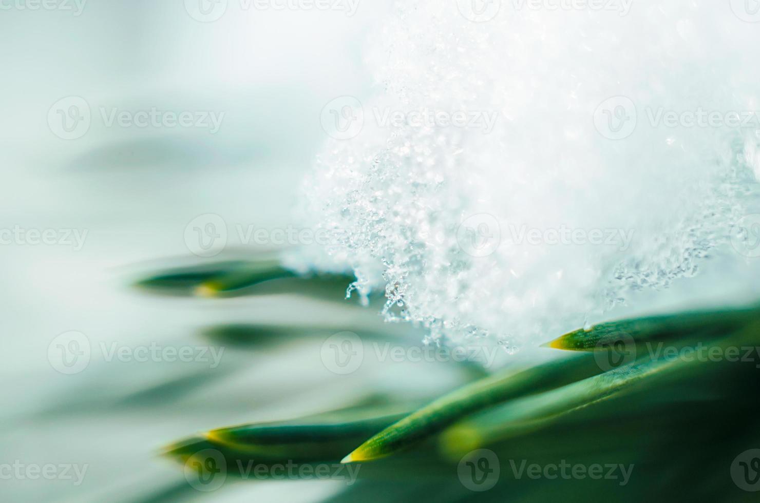 sneeuw op groene takken sparren, macro close-up achtergrond, natuur flora klimaat winter en lente foto