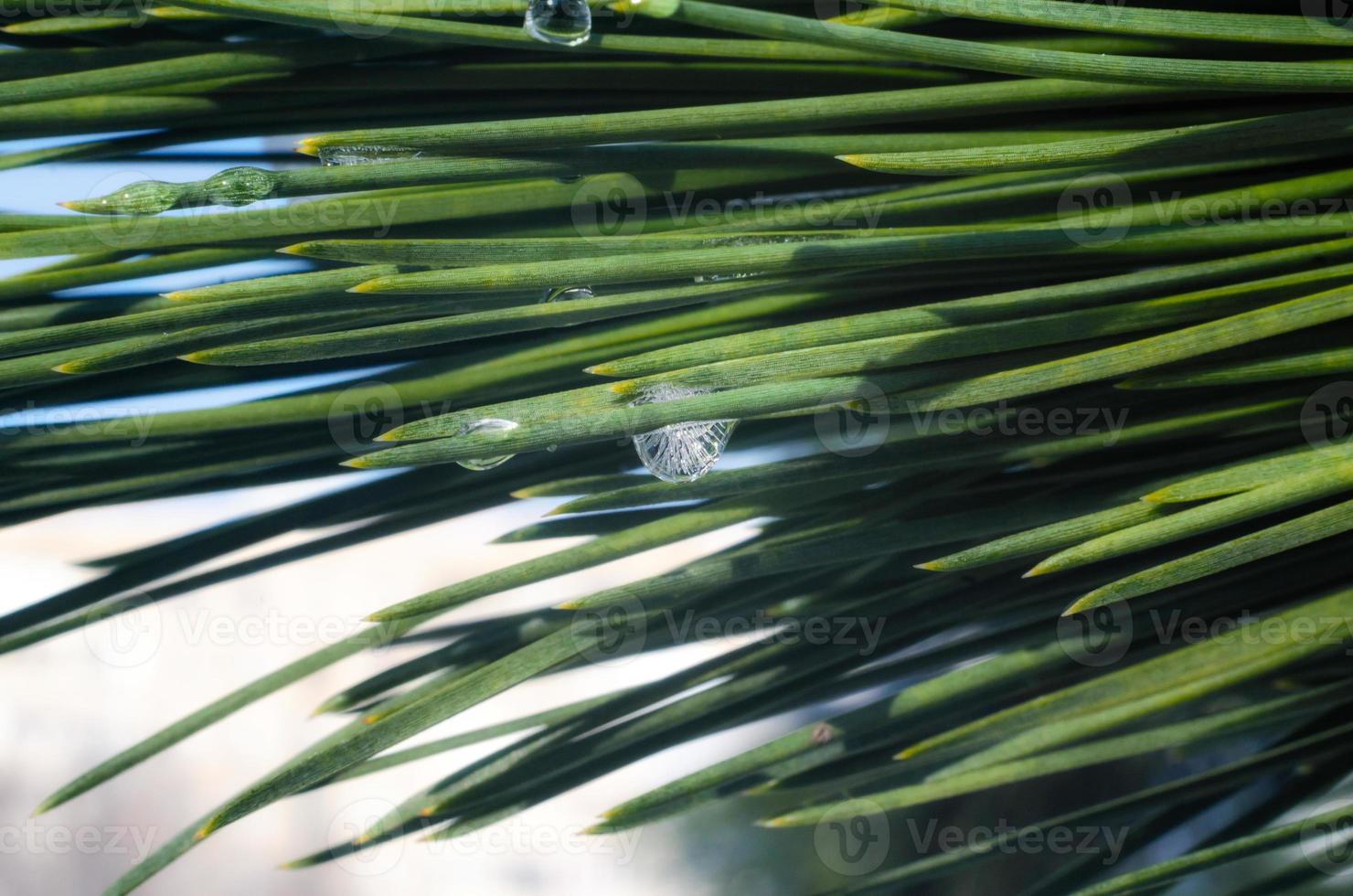 waterdruppels op groene naalden van een boomspar, macro close-up, lente achtergrond foto