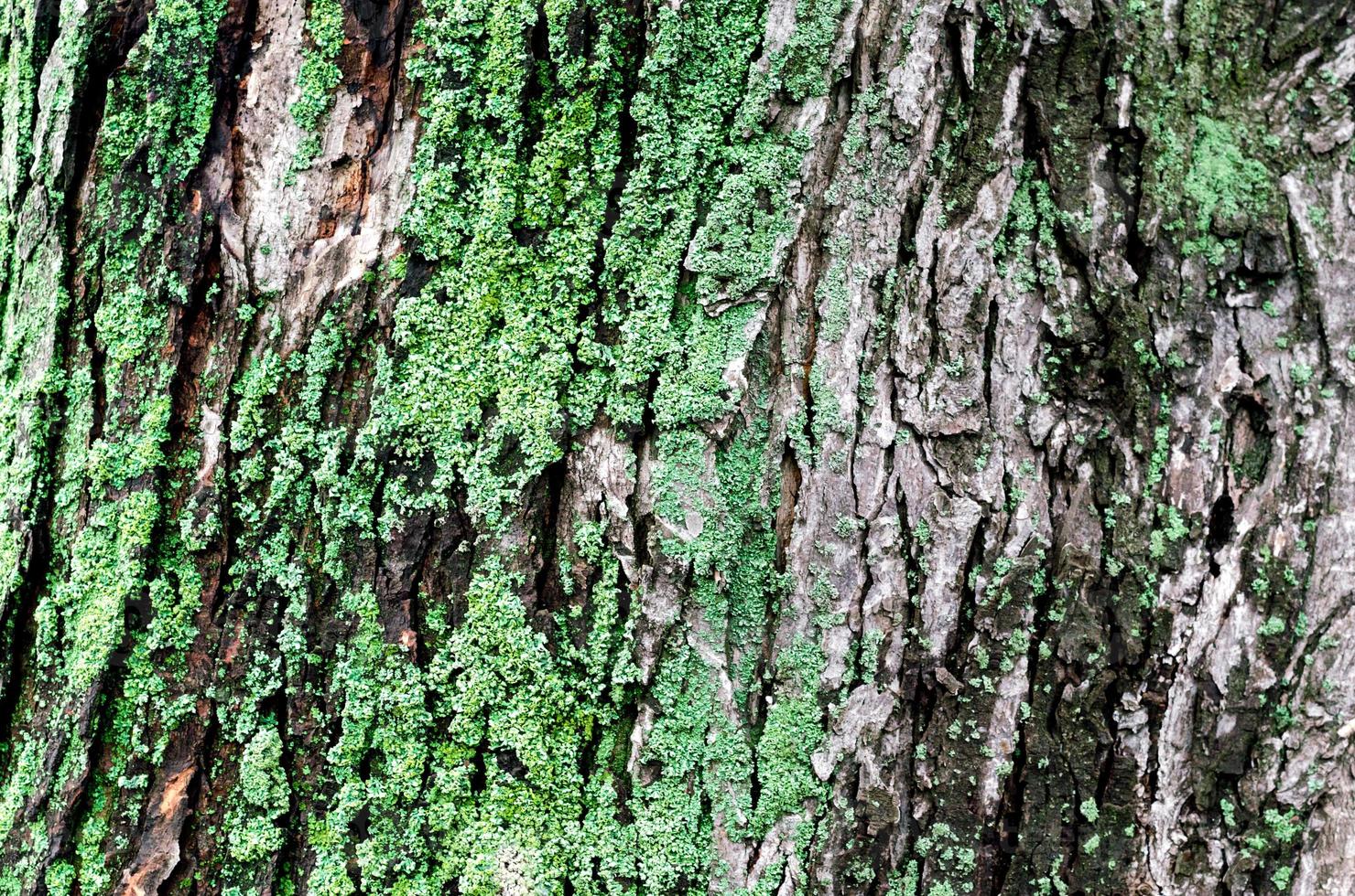 houten achtergrond van de boomstam van de esdoorn met groen mos foto