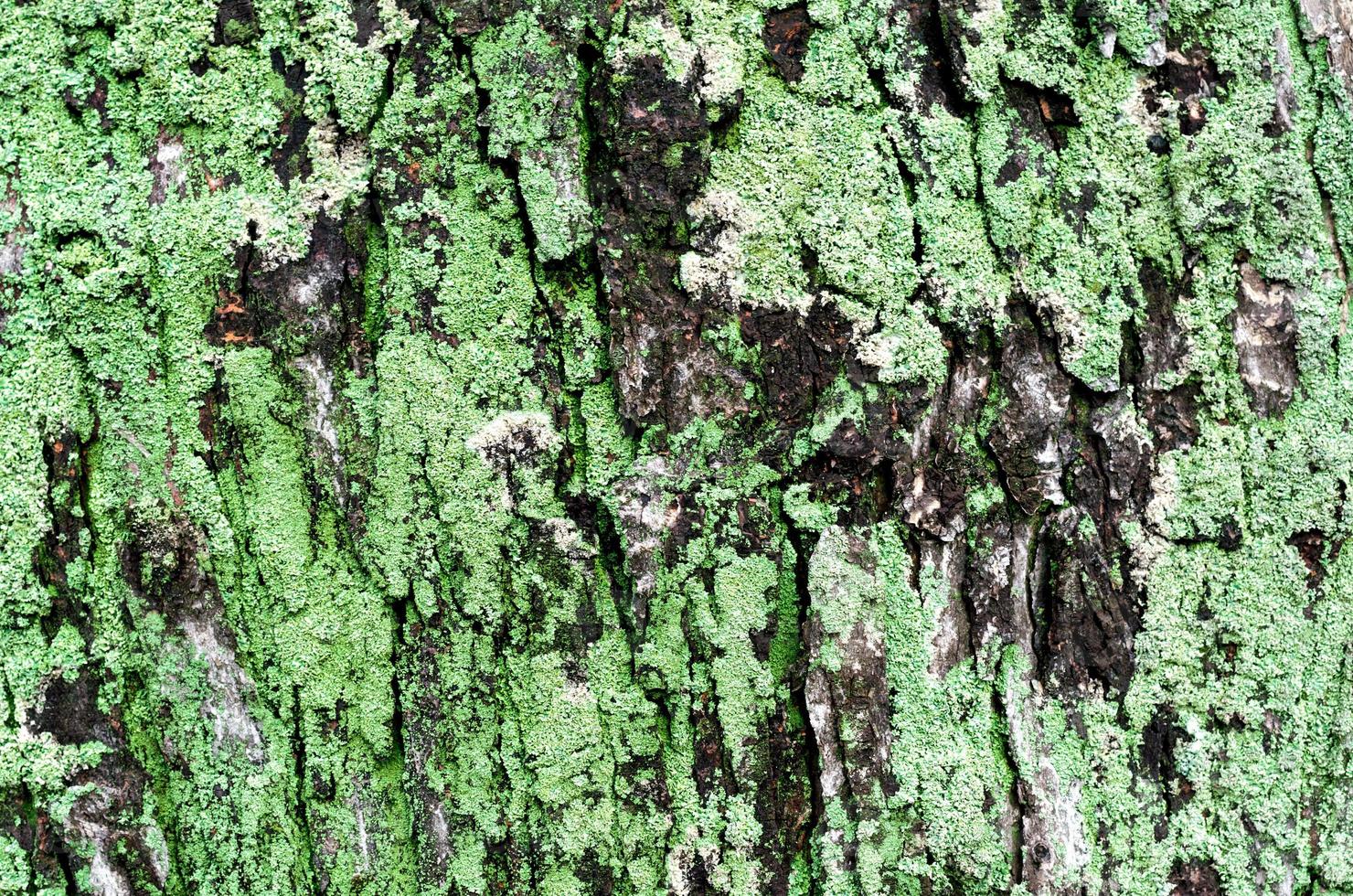 houten achtergrond van de boomstam van de esdoorn met groen mos foto