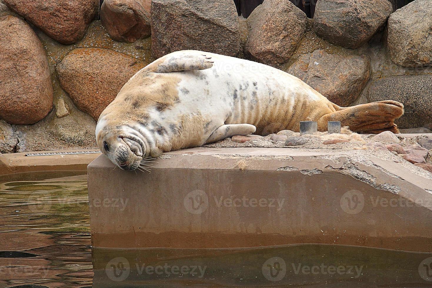 spelen opgeslagen zegel in een dierentuin in Polen foto