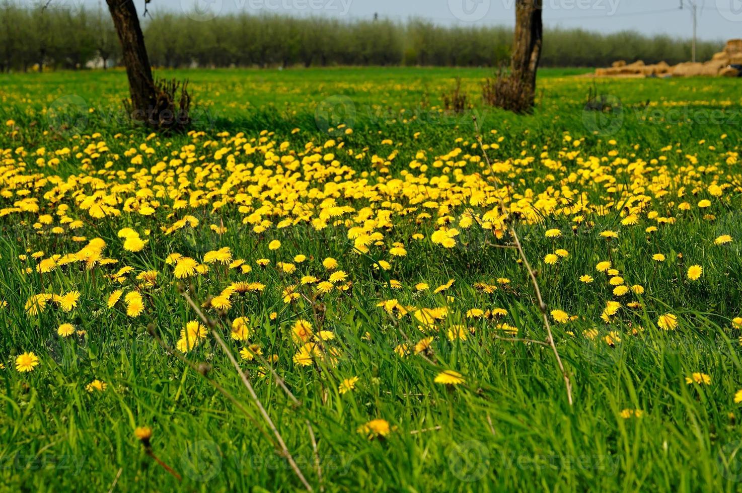 paardebloem weide achtergrond foto