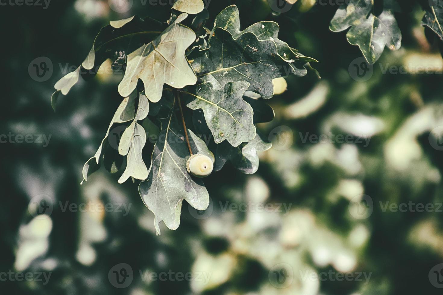 groen herfst eikels Aan de Afdeling van een eik tussen de bladeren foto