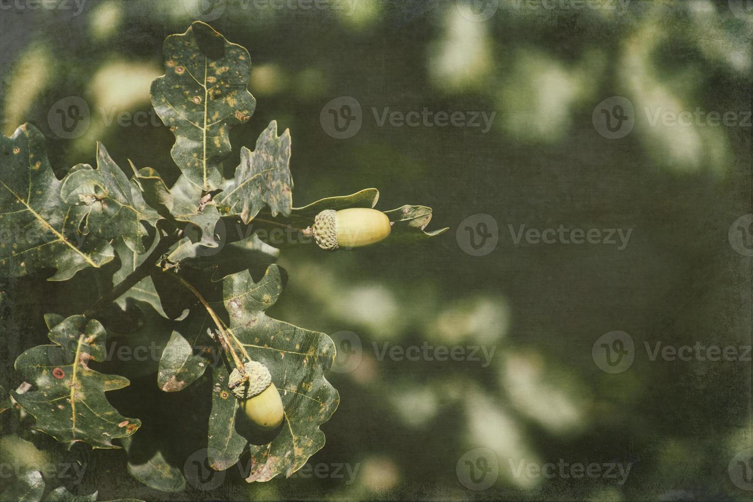 groen herfst eikels Aan de Afdeling van een eik tussen de bladeren foto