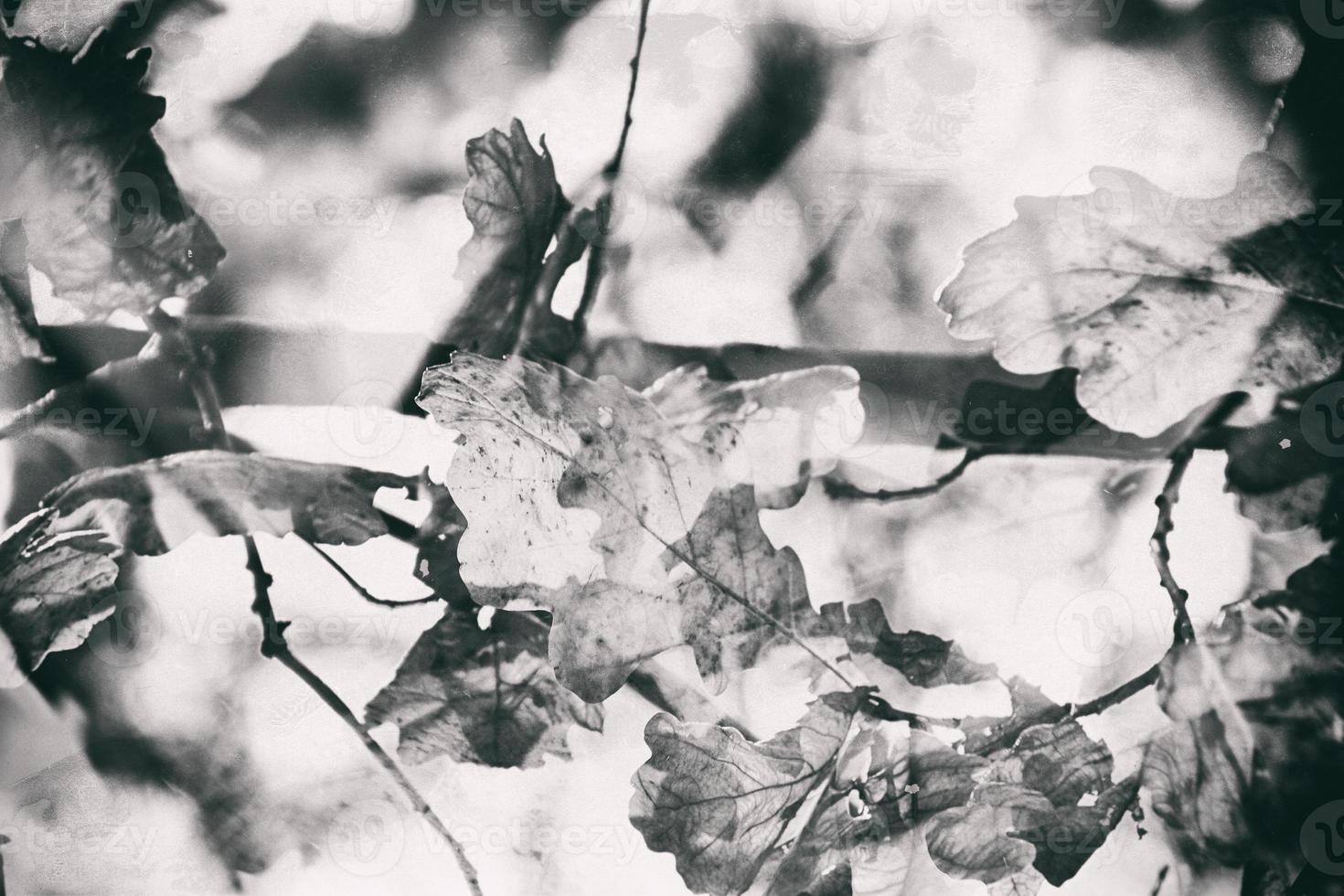 impressionistisch achtergrond met herfst bruin eik bladeren verlichte door de warm zon foto