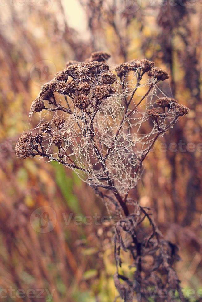 herfst spin web in de mist Aan een fabriek met druppels van water foto