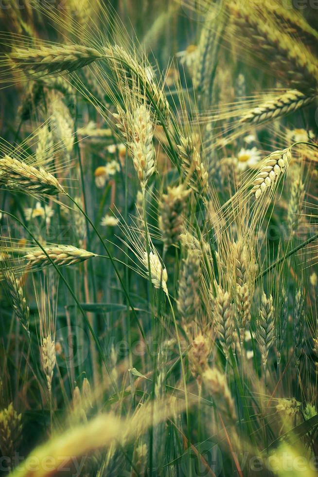 achtergrond met groen mooi rogge groeit Aan een vlas veld- foto