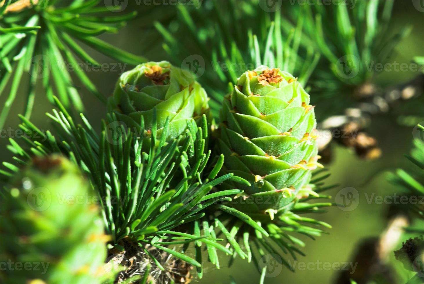 pijnboom achtergrond groen foto