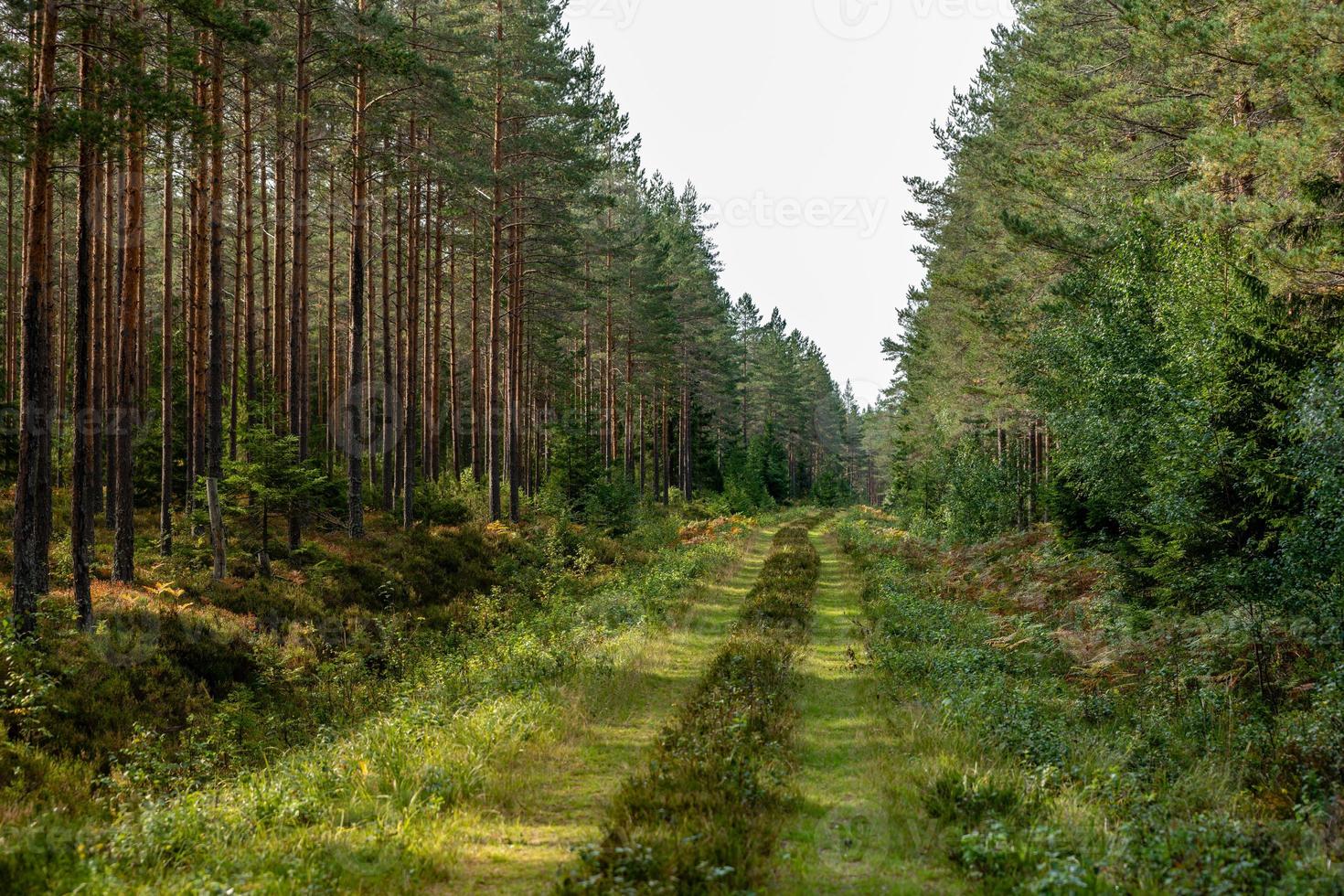 oude overwoekerde weg in een bos foto
