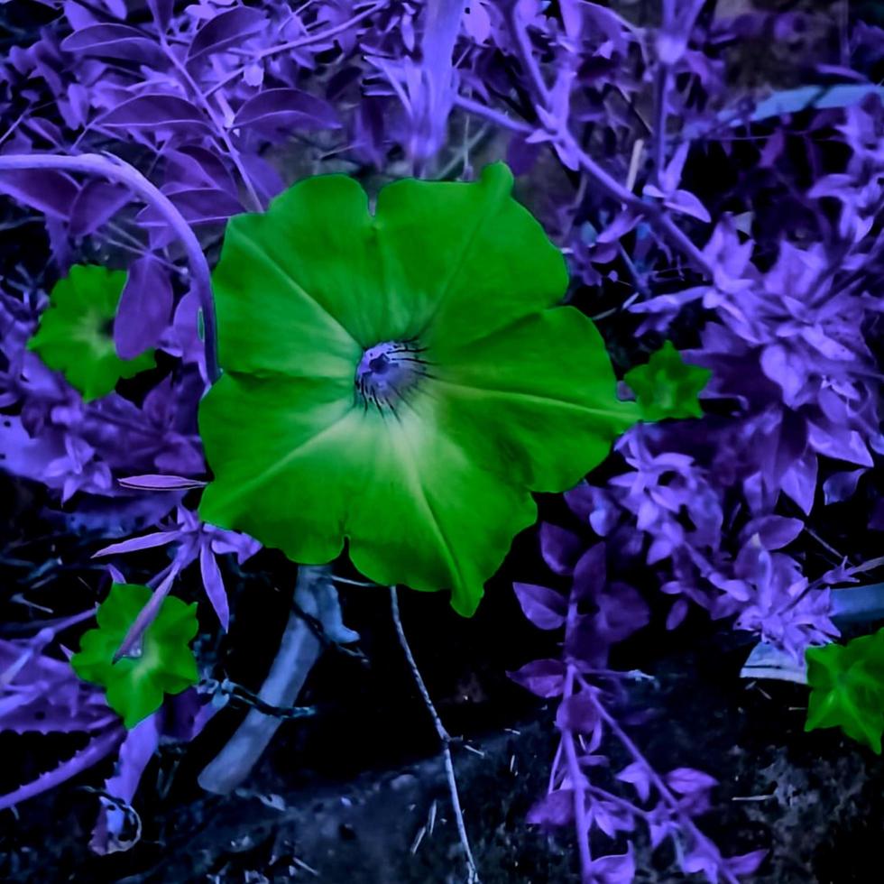 cosmos bipinnatus, gewoonlijk de tuinkosmos genoemd, bloem die in de tuin bloeit foto