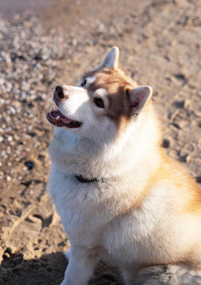 hond. schor Aan de strand. foto