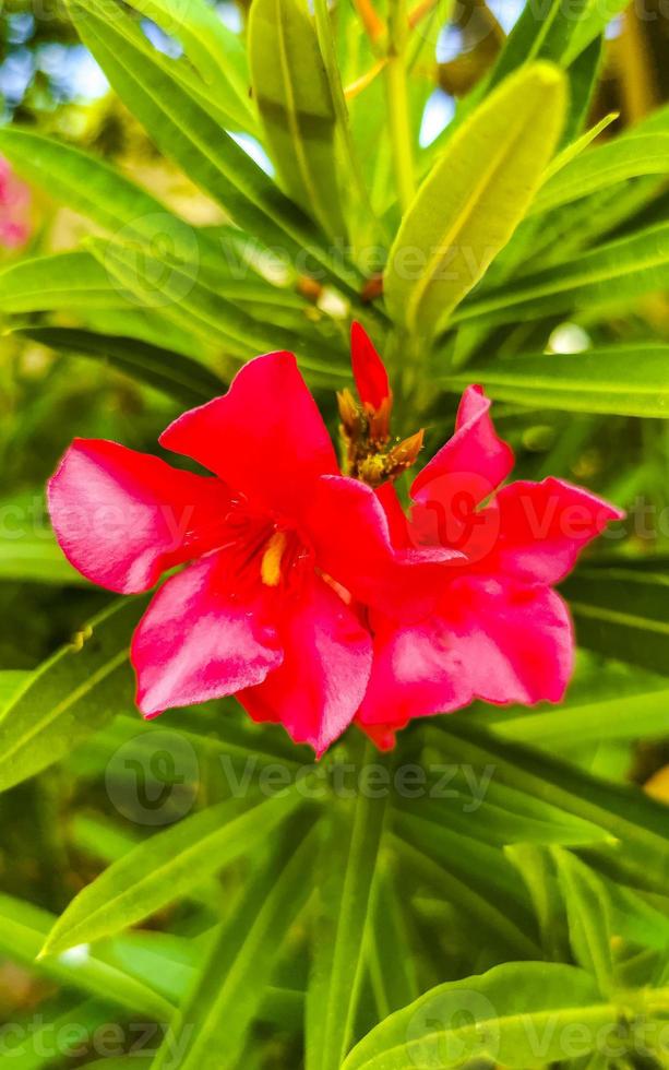 Purper roze rood bloemen bloesems planten in tropisch Woud natuur Mexico. foto