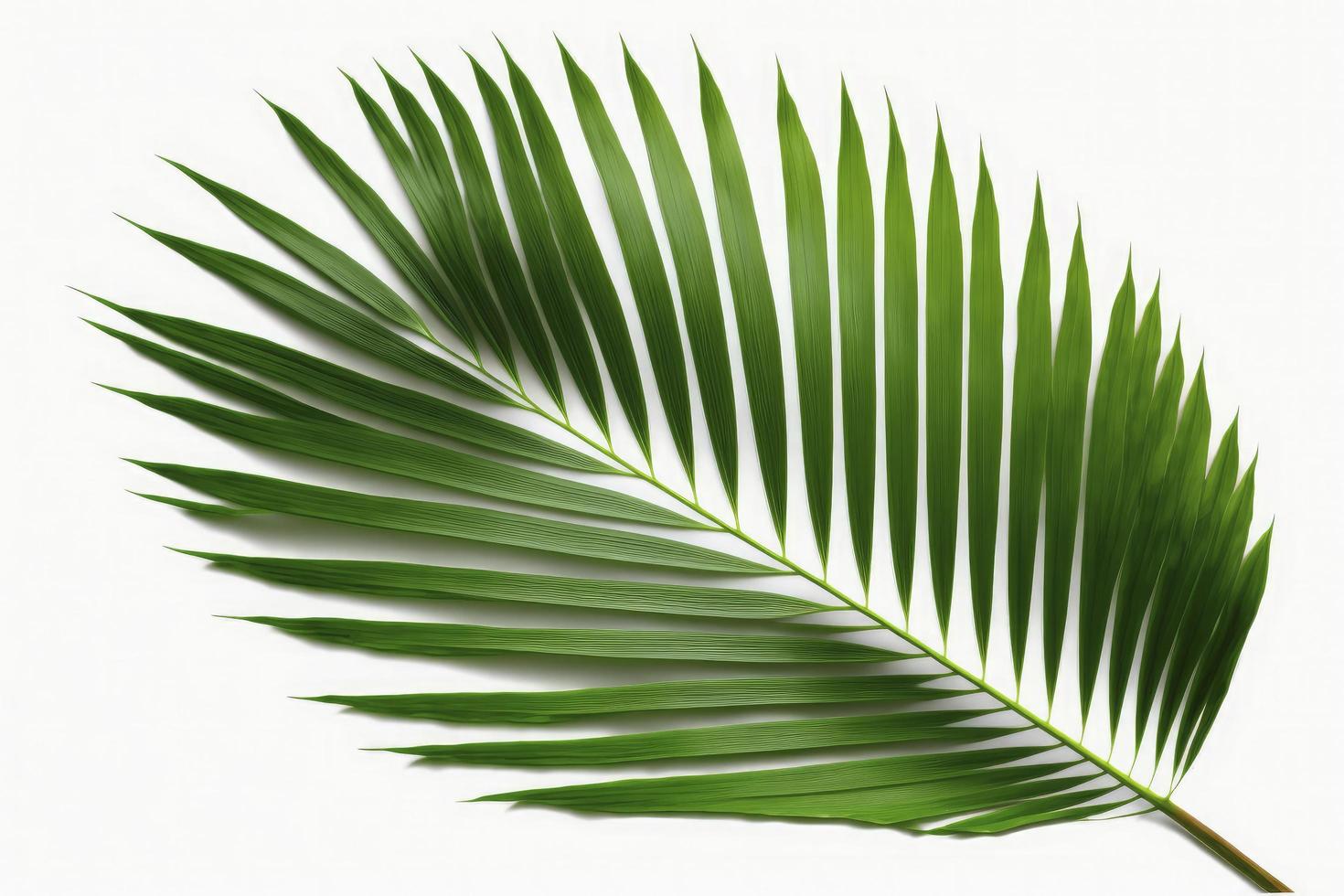 tropisch kokosnoot blad geïsoleerd Aan wit achtergrond, palm boom geïsoleerd Aan wit achtergrond, genereren ai foto
