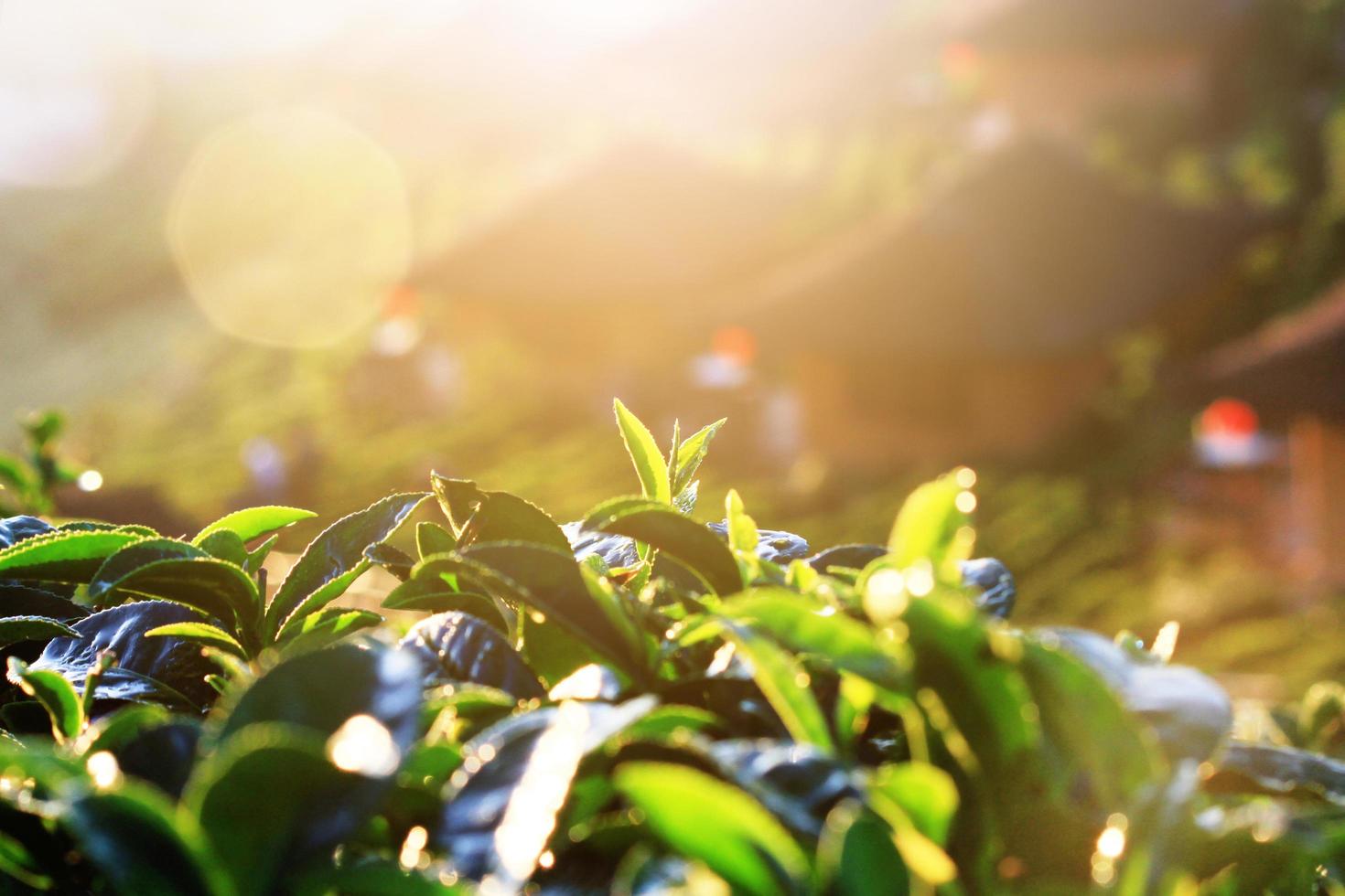 mooi zonsopkomst schijnend Aan thee bladeren in thee plantages Aan de berg in Thailand foto