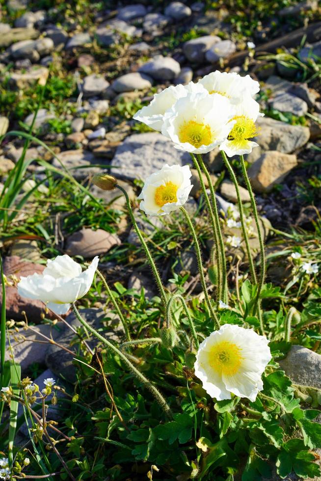 witte papavers tussen rotsen en gras foto