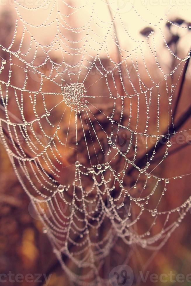 herfst spin web in de mist Aan een fabriek met druppels van water foto