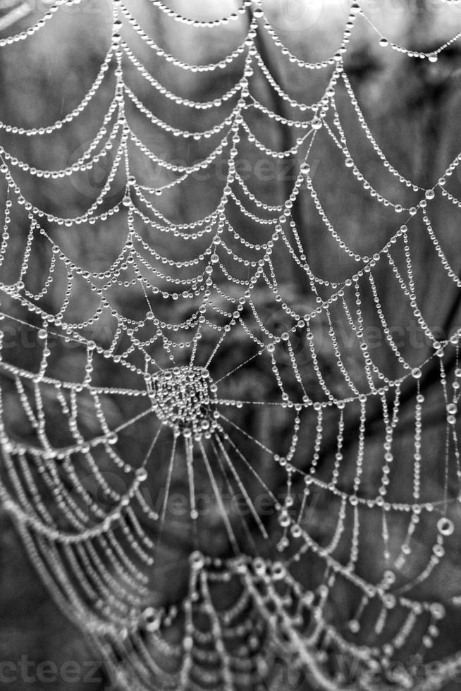 herfst spin web in de mist Aan een fabriek met druppels van water foto