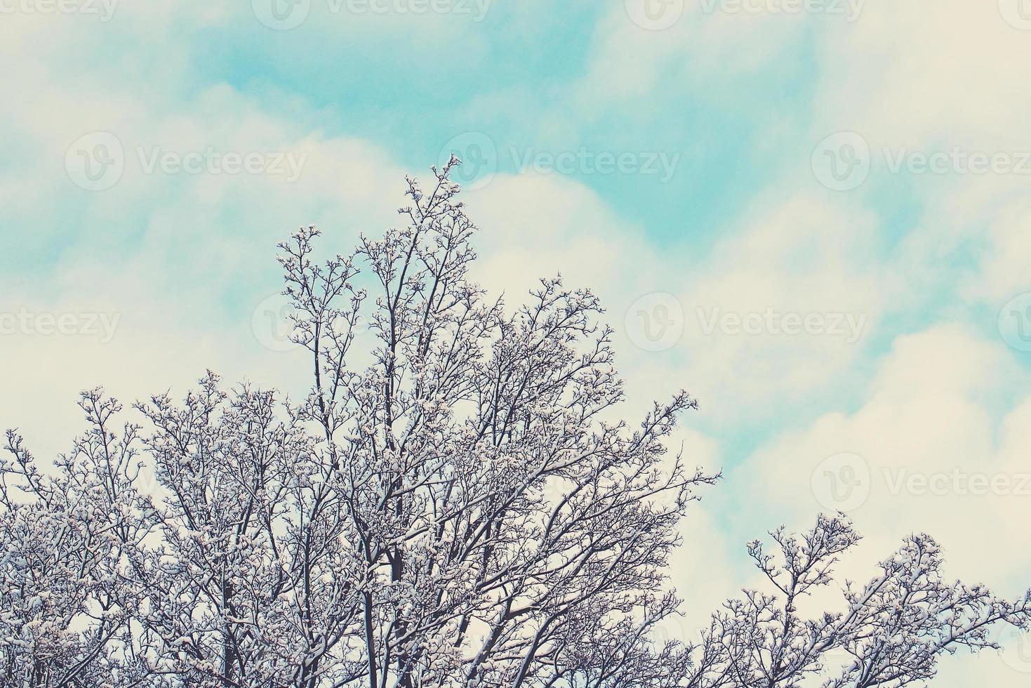 winter landschap met vers sneeuw en bomen foto