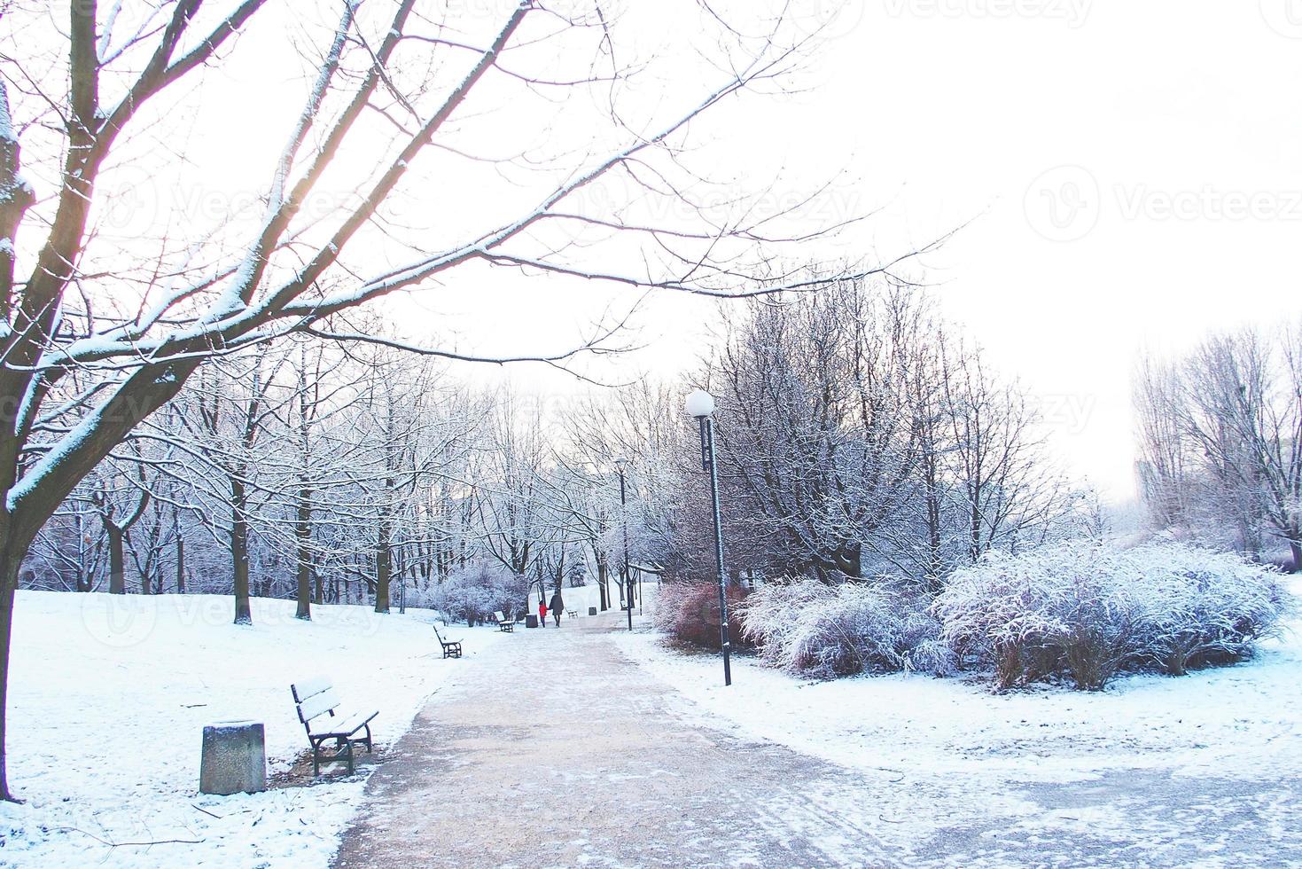 winter landschap met vers sneeuw en bomen foto