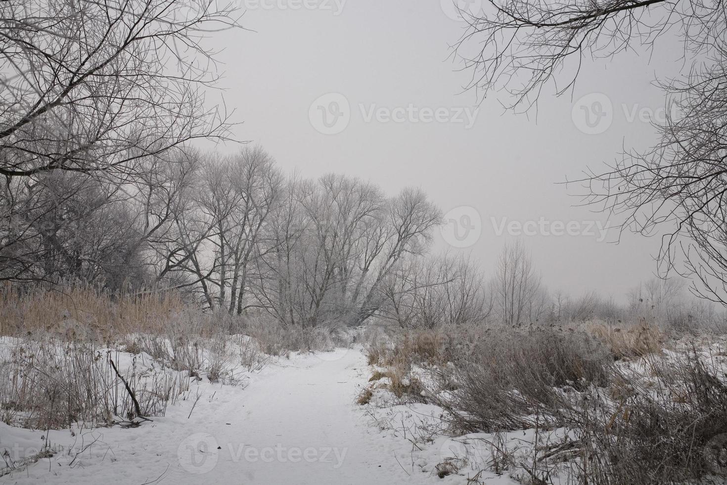 winter landschap van een grijs ochtend- met wit sneeuw en bomen foto