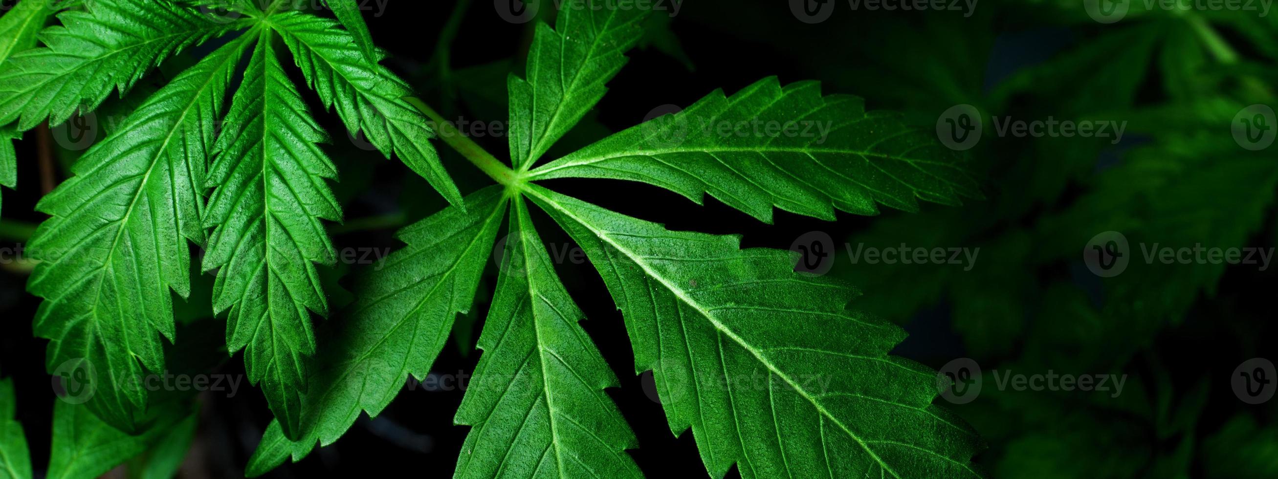 groene marihuanabladeren, medicinale cannabisplant op donkere achtergrond. foto